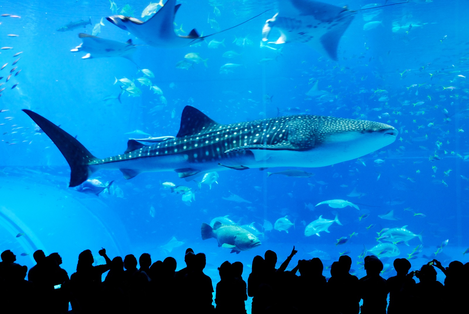 沖縄美ら海水族館