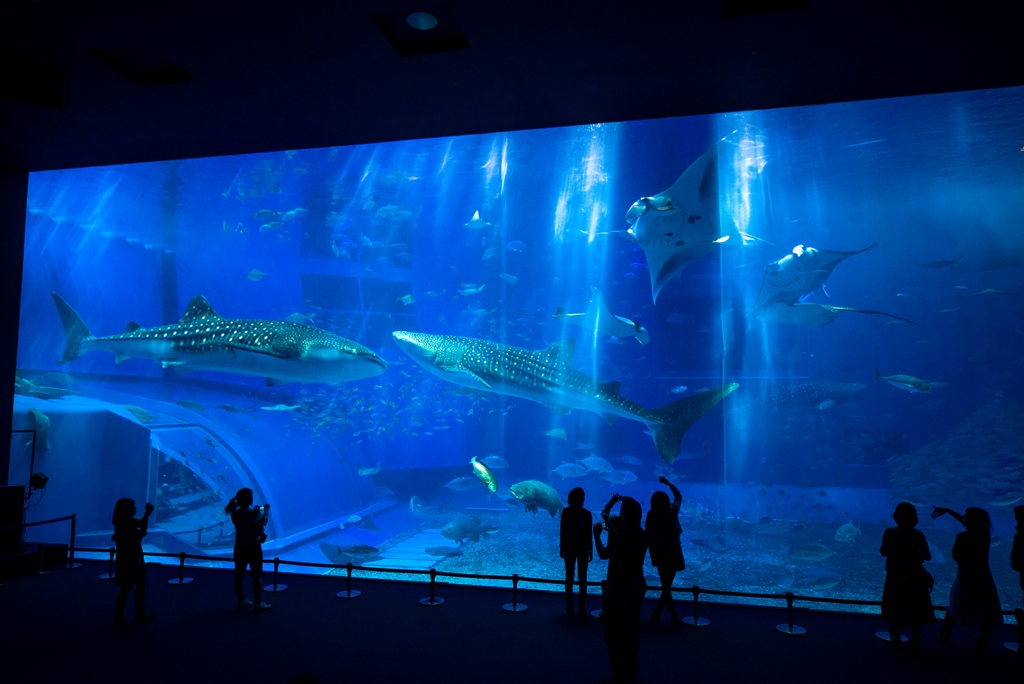 お得な水族館チケット付有