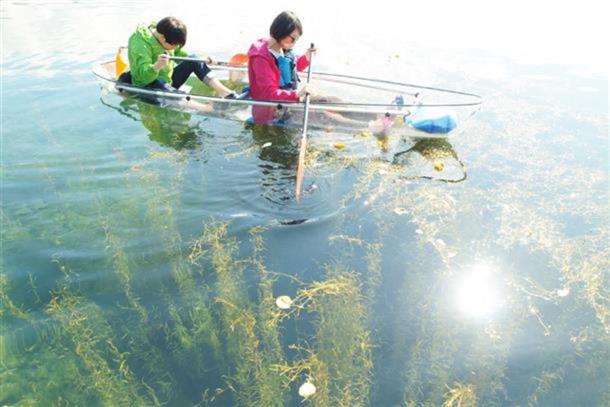 空を飛んでいるような水草の森
