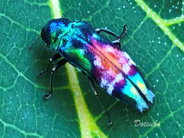 色んな生物がいますよ
