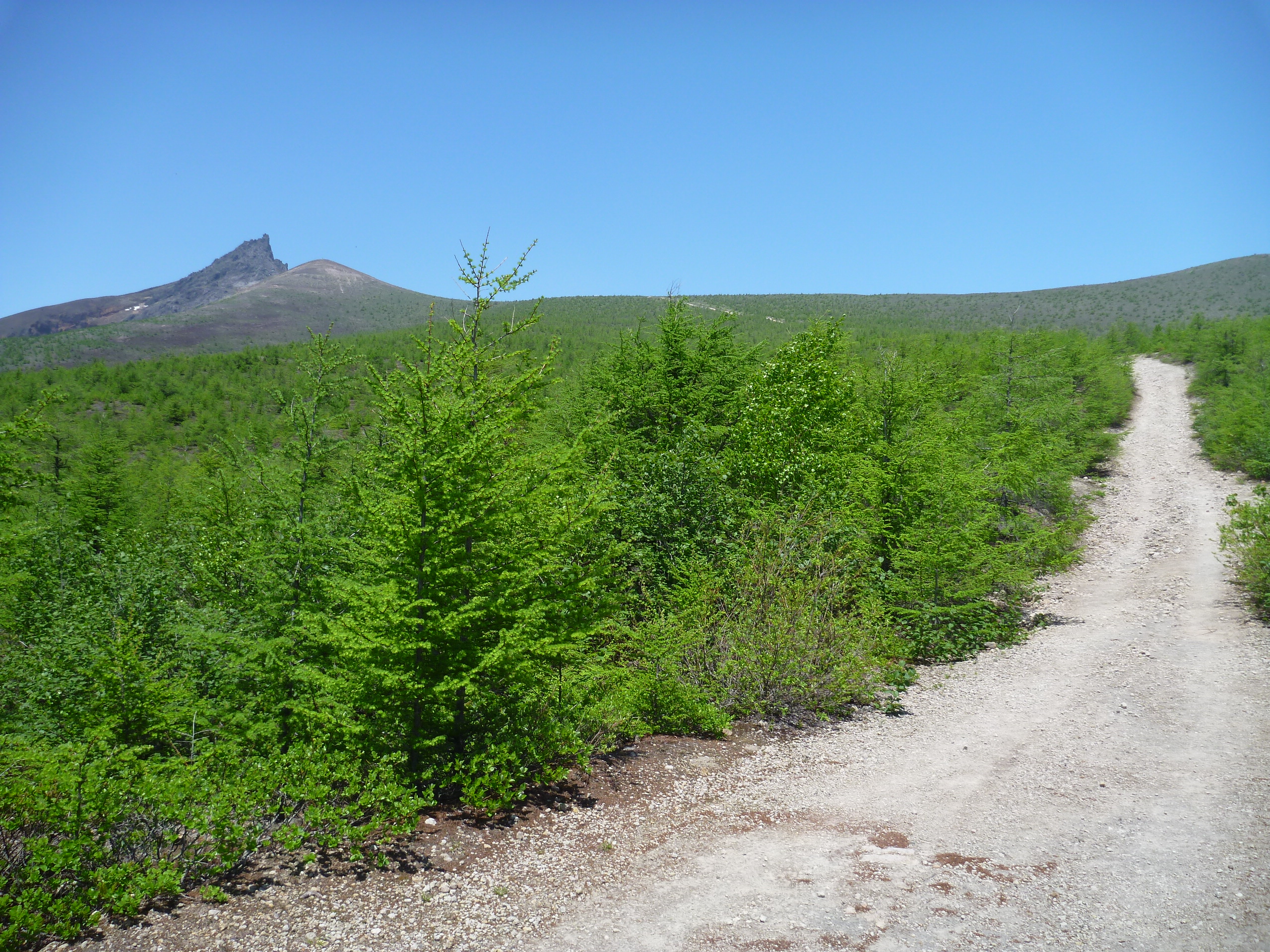 登山道のようす