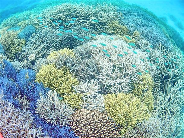 海とサンゴの美しさは沖縄随一！