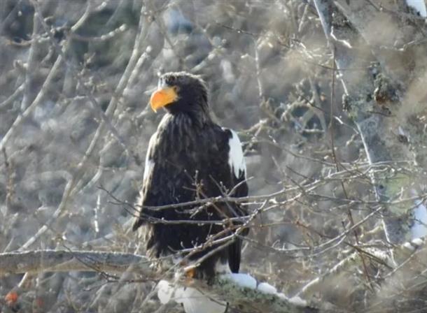 いろんな野鳥がお出迎え！