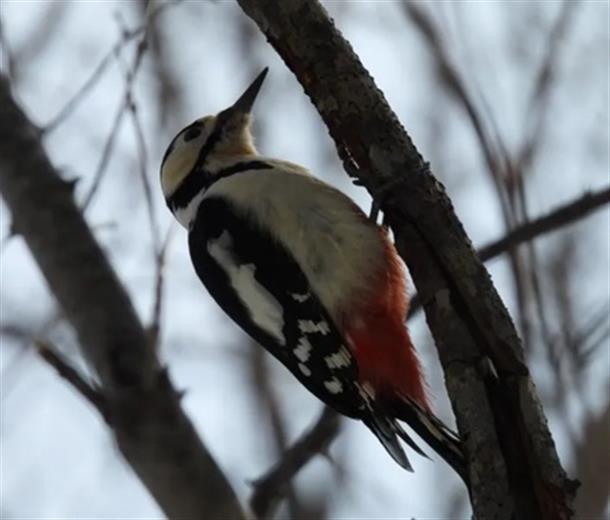 野鳥観察も！
