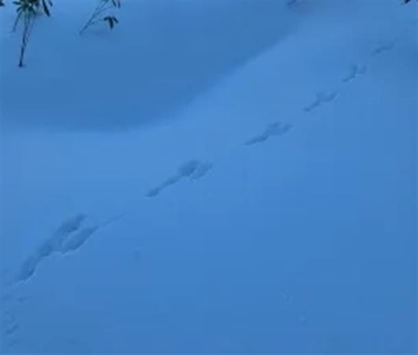 動物の痕跡を探すアニマルトラッキング