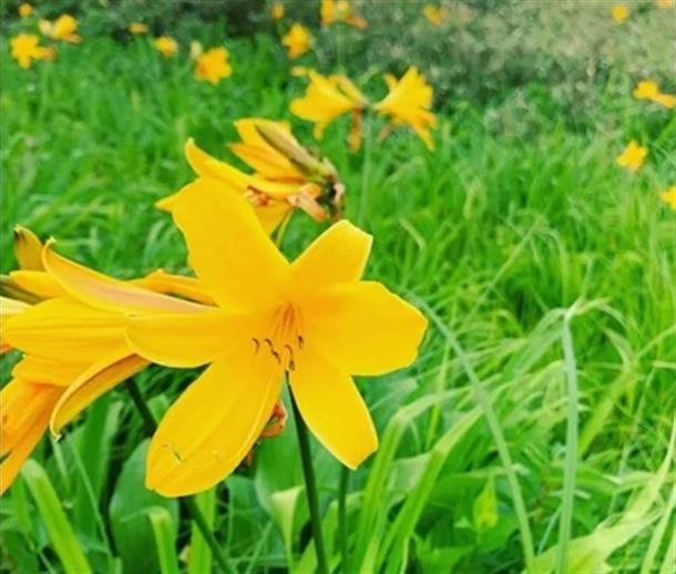 様々な種類の高山植物に出会えます♪