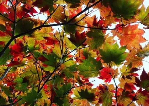 有名な紅葉スポットから穴場スポットへ！