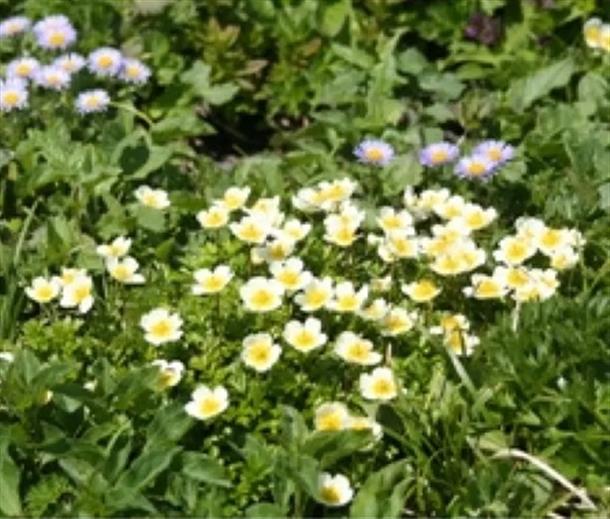 待っているのは花の楽園！