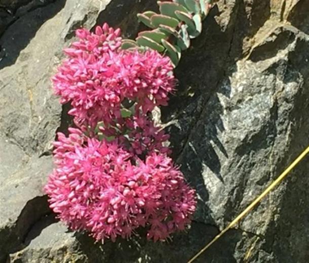 色とりどりのお花を楽しみましょう！