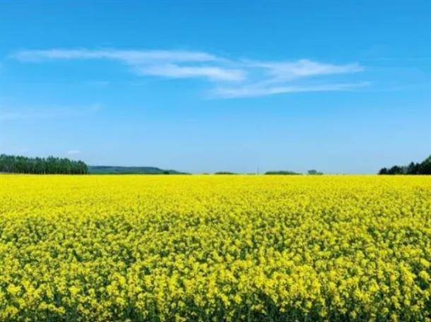 日本一の菜の花畑