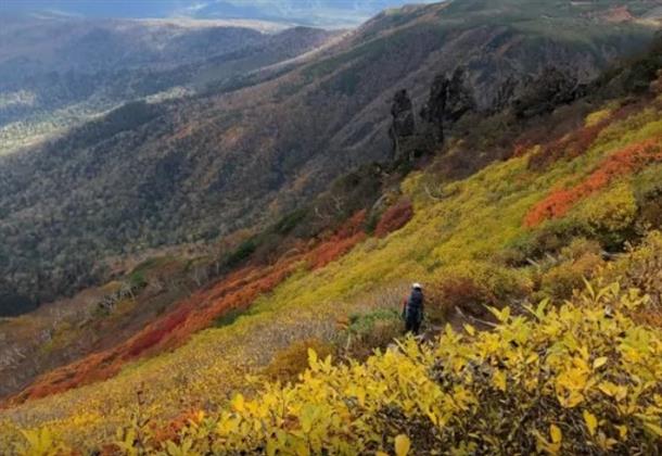 絨毯のように敷き詰められた紅葉！