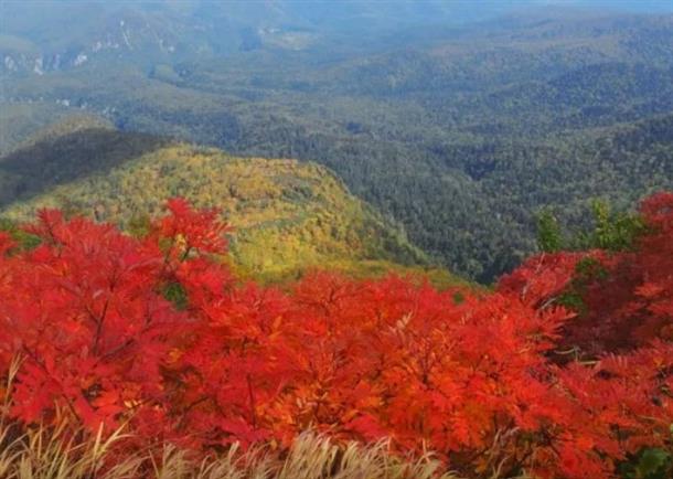 斜面一面が赤・黄の紅葉に染まる絶景