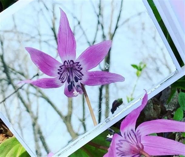 突哨山にて、春のお花を眺めながら登ります