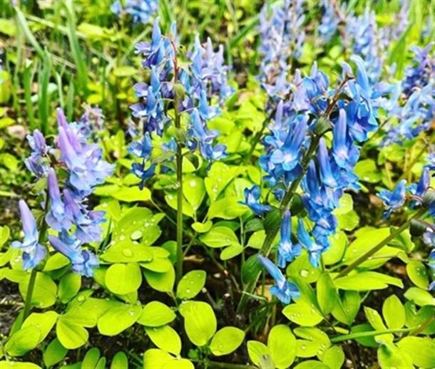 プロガイドによる花の解説もあります