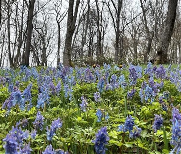 カタクリの大群落
