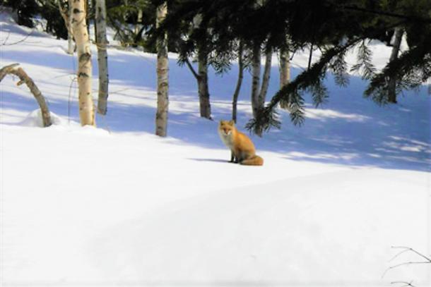 動物たちに会えるかも