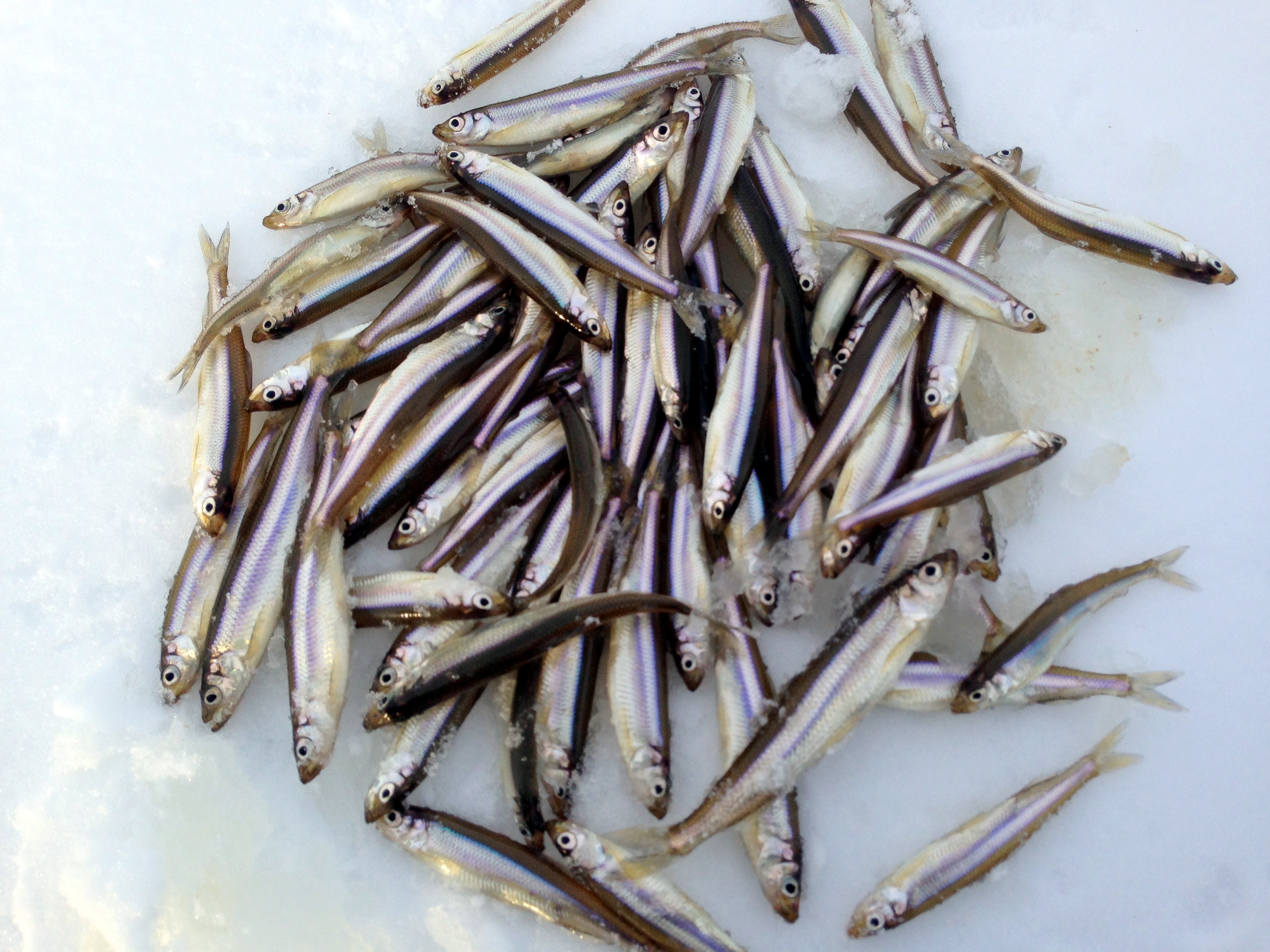 こんなに釣れることも！？