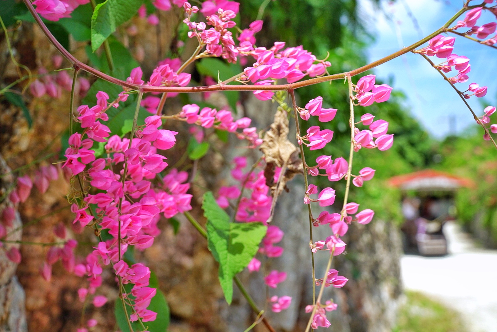 竹富島ならではの景色の写真も撮影できる！