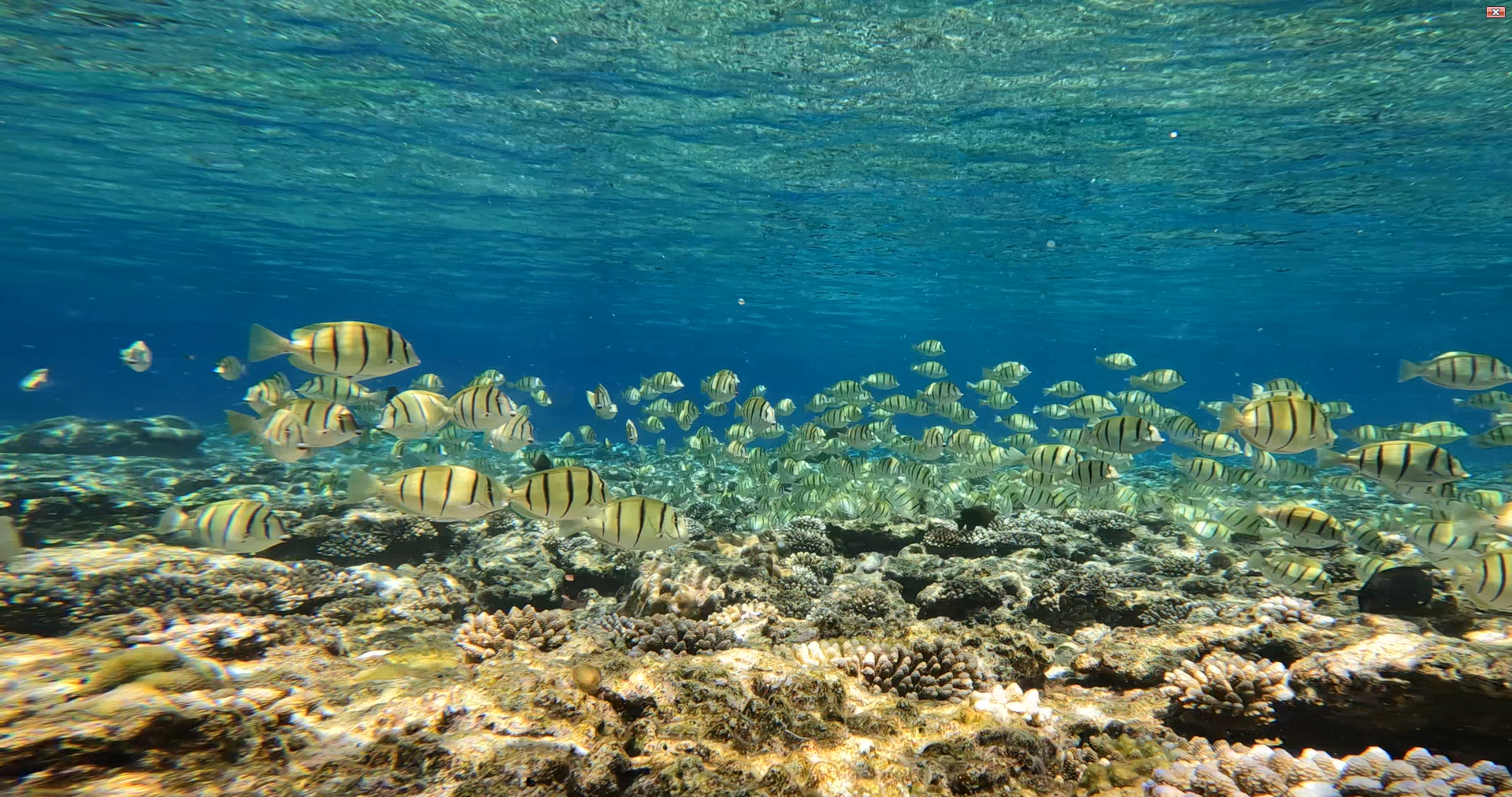 魚