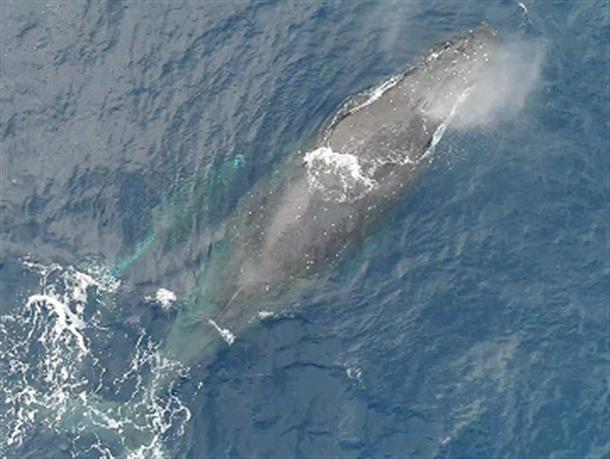 ホエールウォッチング