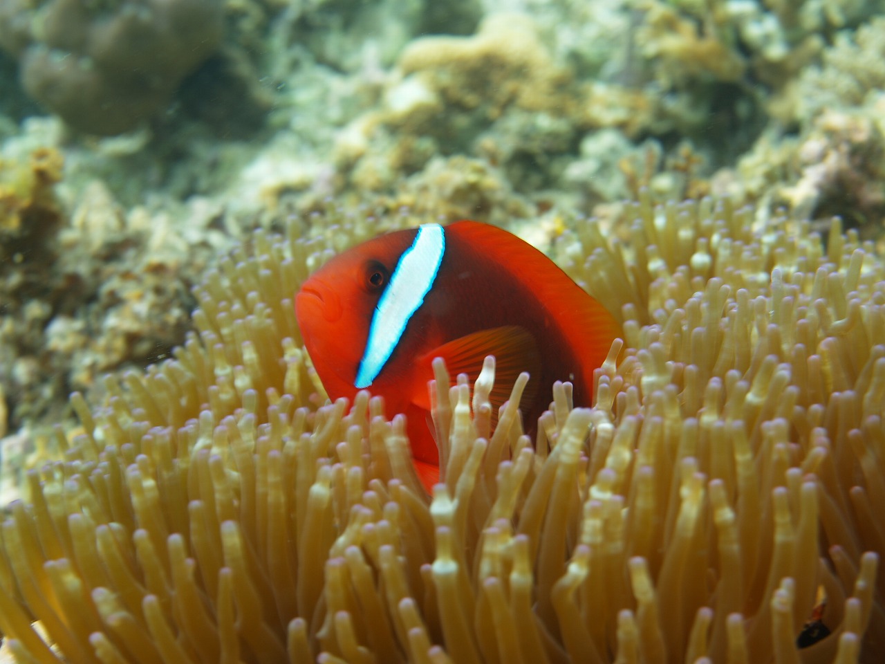 たくさんのかわいいお魚がいっぱい・・♪