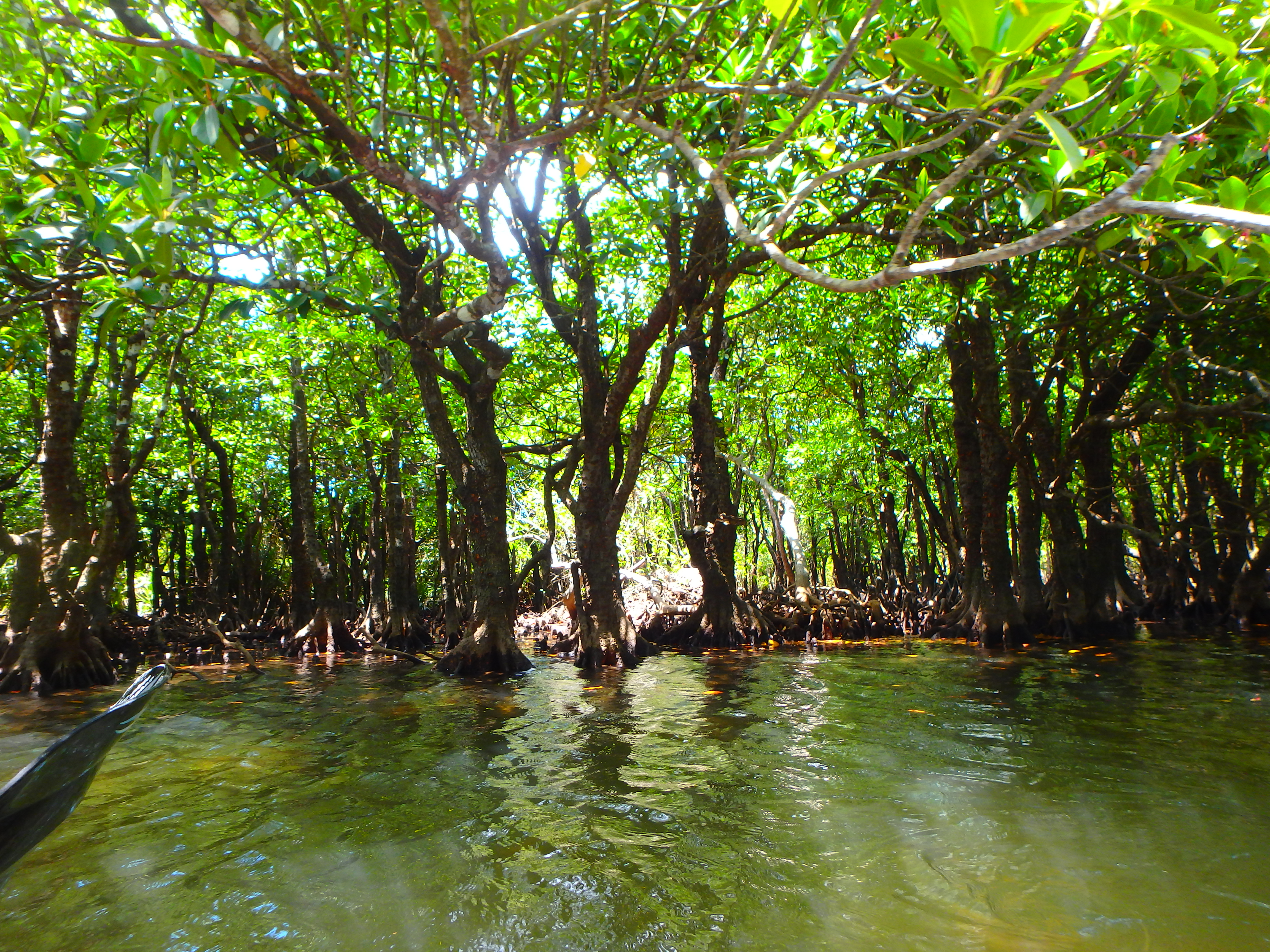 マングローブに癒されて