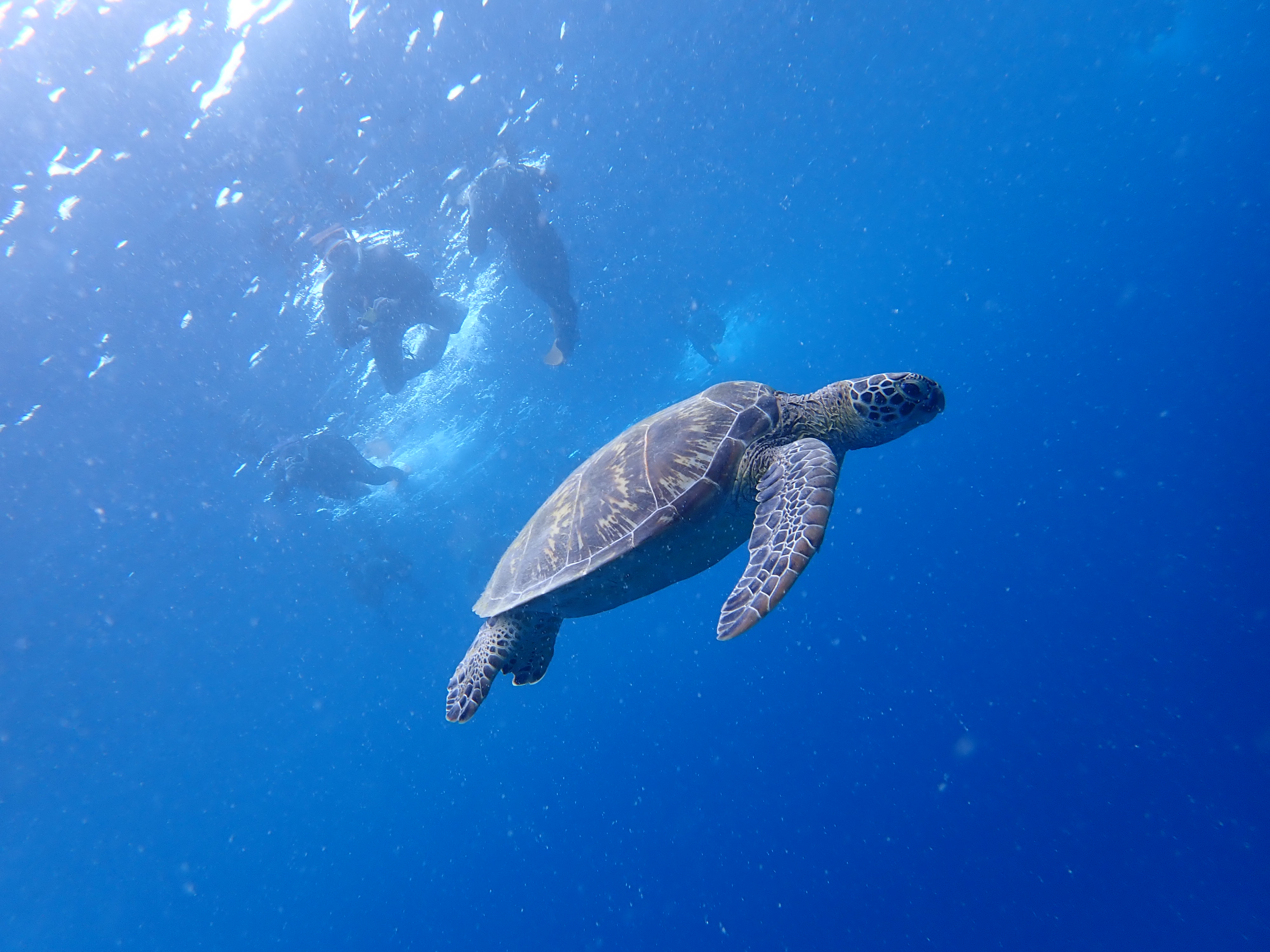 憧れのウミガメと一緒に泳ごう！