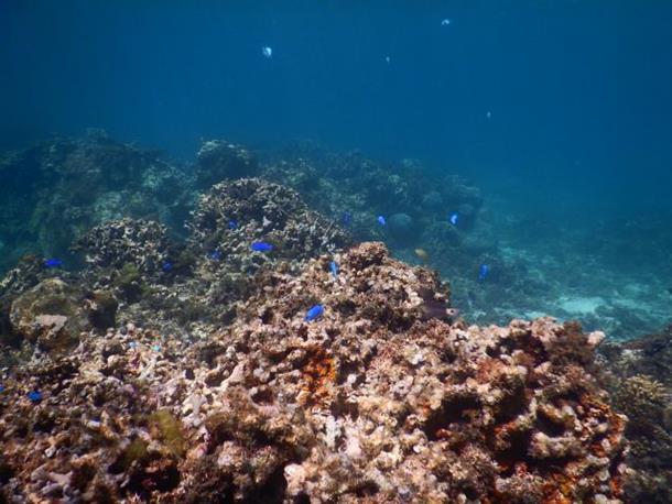 カヤックの上から熱帯魚観賞