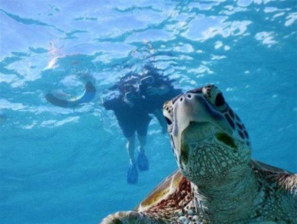美しい海でウミガメに遭遇