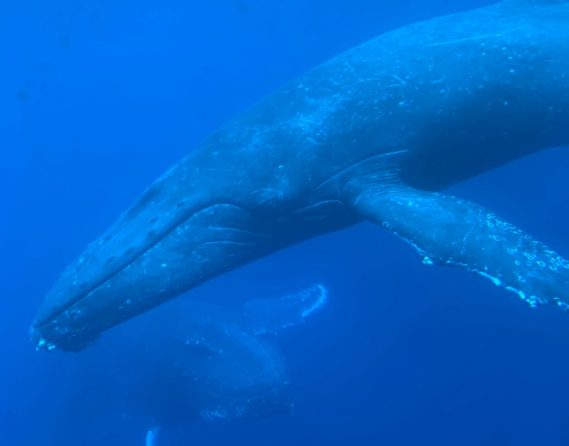 水中のクジラ