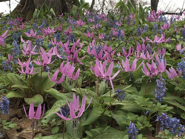 カタクリの花が一斉に咲く春のシーズン