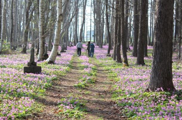 カタクリの花が一斉に咲く春のシーズン