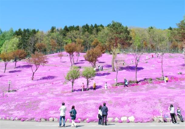 滝上公園　芝ざくら