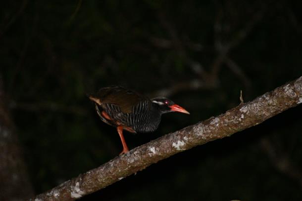 木の上のヤンバルクイナを発見できるかも