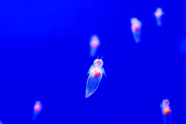 流氷の天使「クリオネ」も展示