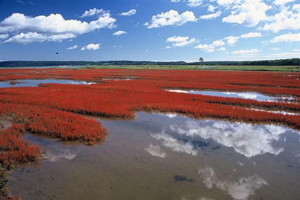 湖畔を赤く染める、秋の網走の風物詩