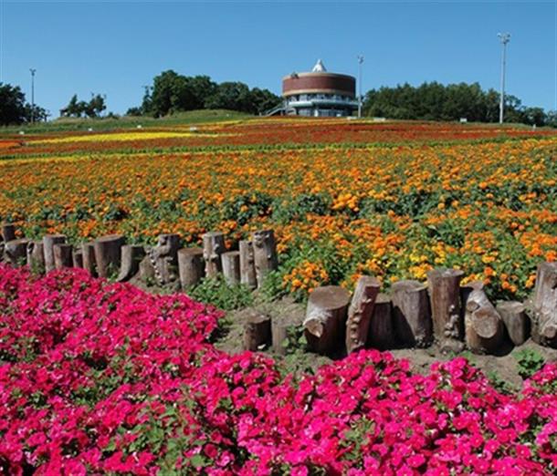 網走市民が手作業で植えた花々が咲くお花畑