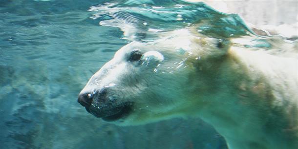 ホッキョクグマ