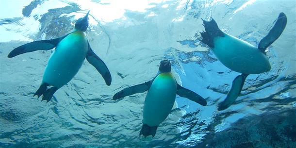 まるでペンギンが空を飛いるようなシーンも