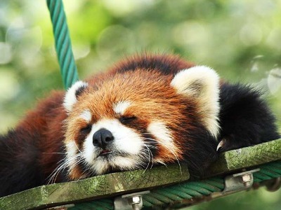 行動展示が人気の旭山動物園を楽しむツアー