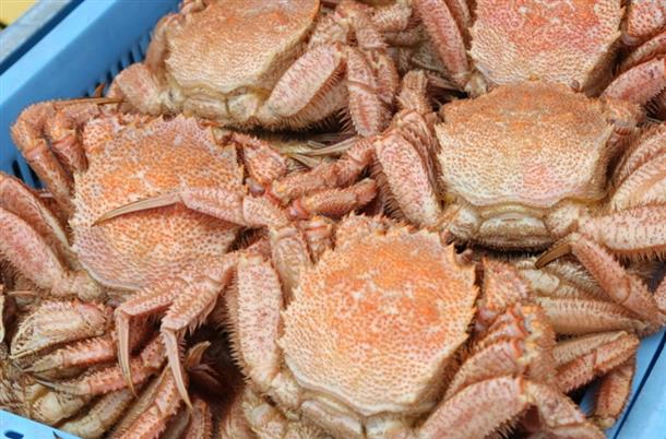長万部特産毛がに