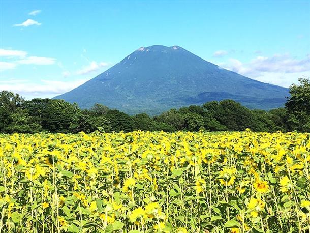 羊蹄山　※写真はイメージ