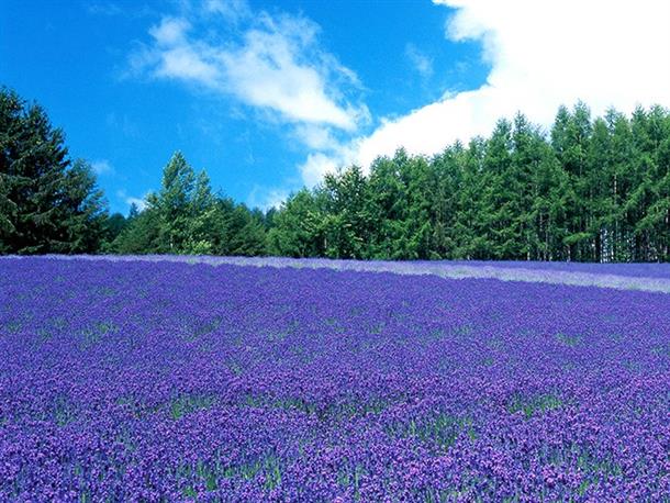 広大な紫のじゅうたんが一面に広がる