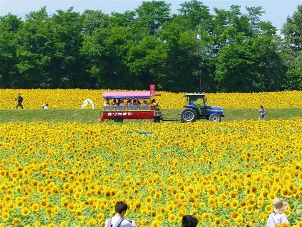 ひまわりが広大な敷地に約200万本！
