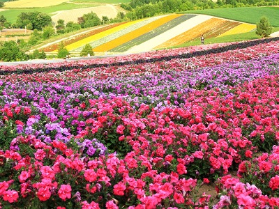 四季彩の丘に広がる花畑はまるで絵画の世界