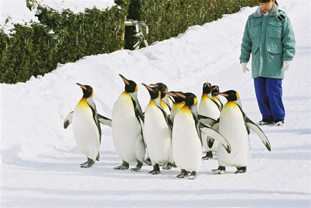 可愛らしいペンギンの散歩