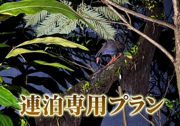 絶滅危惧種ヤンバルクイナに出会う特別な夜