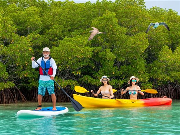 マングローブでゆったりSUP