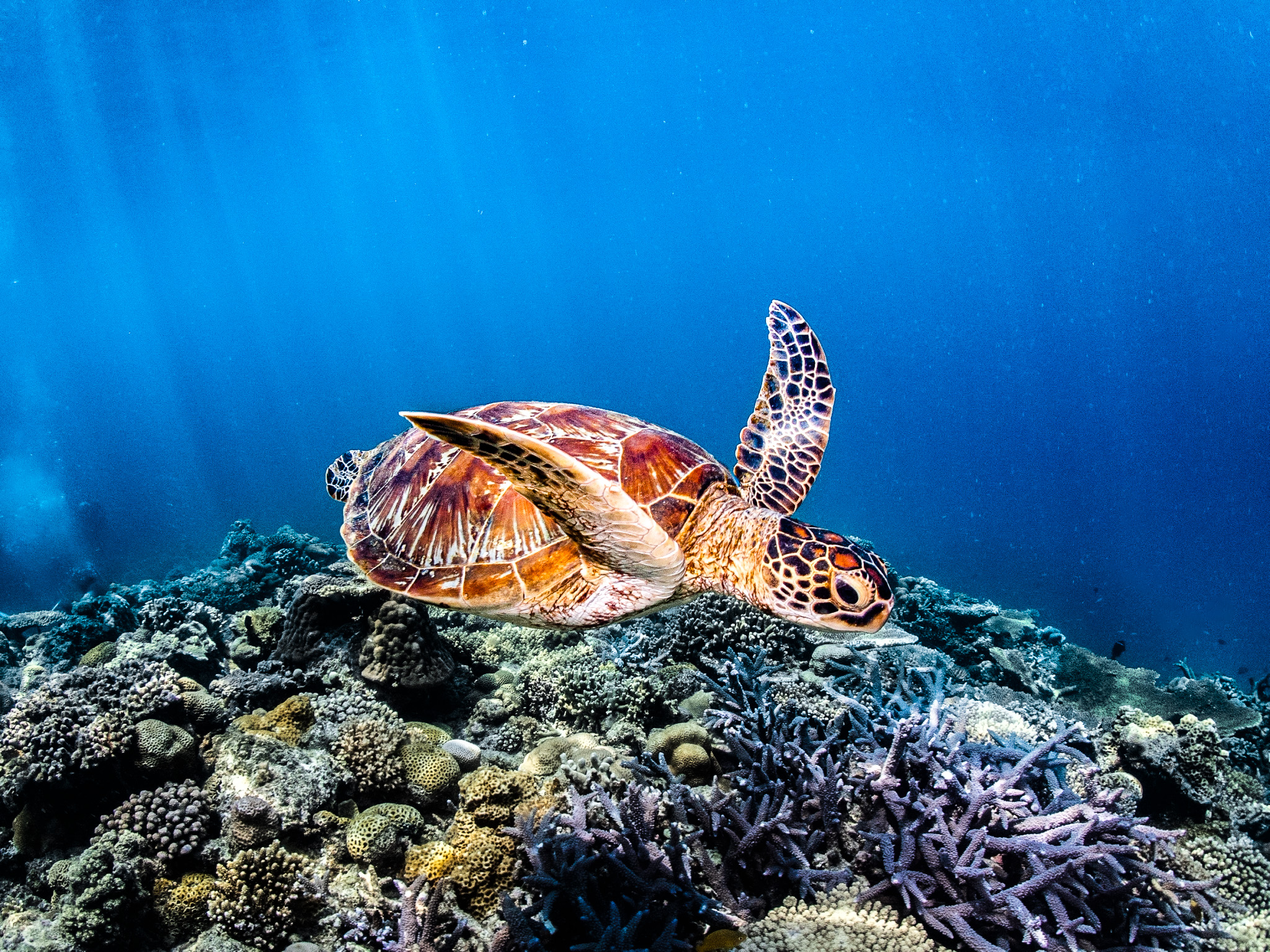 世界に誇る慶良間の海で最高の1日を♪