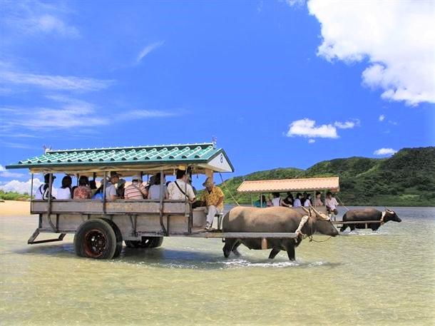 水牛車で由布島へ